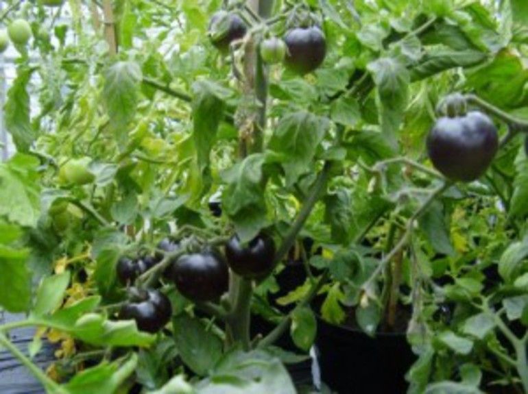 black-tomatoes3-550x412