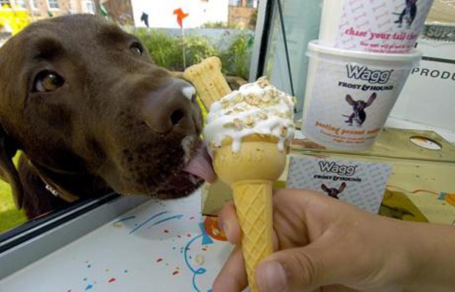 Dog-ice-cream_1458548c