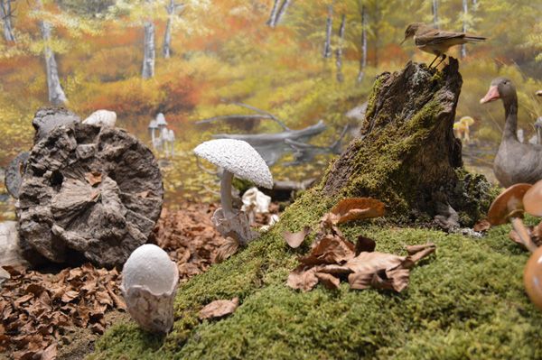 diorama-mushroom11