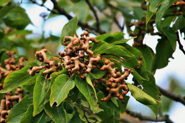 hovenia-dulcis-tree