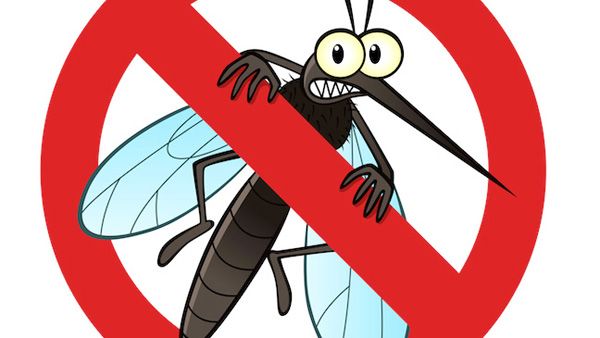 no-mosquito