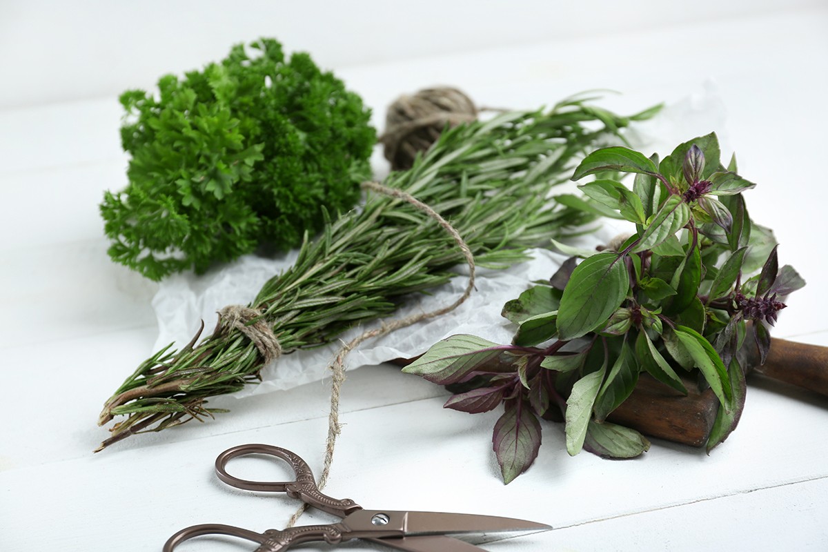 Fresh aromatic herbs and scissors on white table