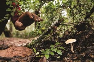 mushroom-foraging-hedgehog