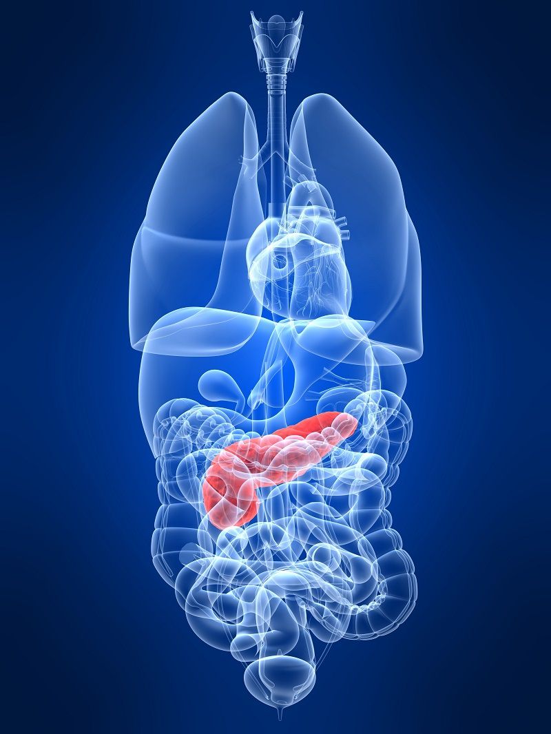 4696228 – transparent human organs with highlighted pancreas