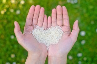 12587421 – hands holding rice