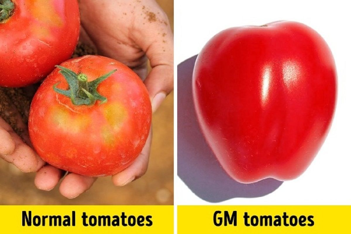 Как отличить помидоры. Генномодифицированные растения. Генномодифицированные овощи и фрукты. ГМО. Трансгенные овощи и фрукты.