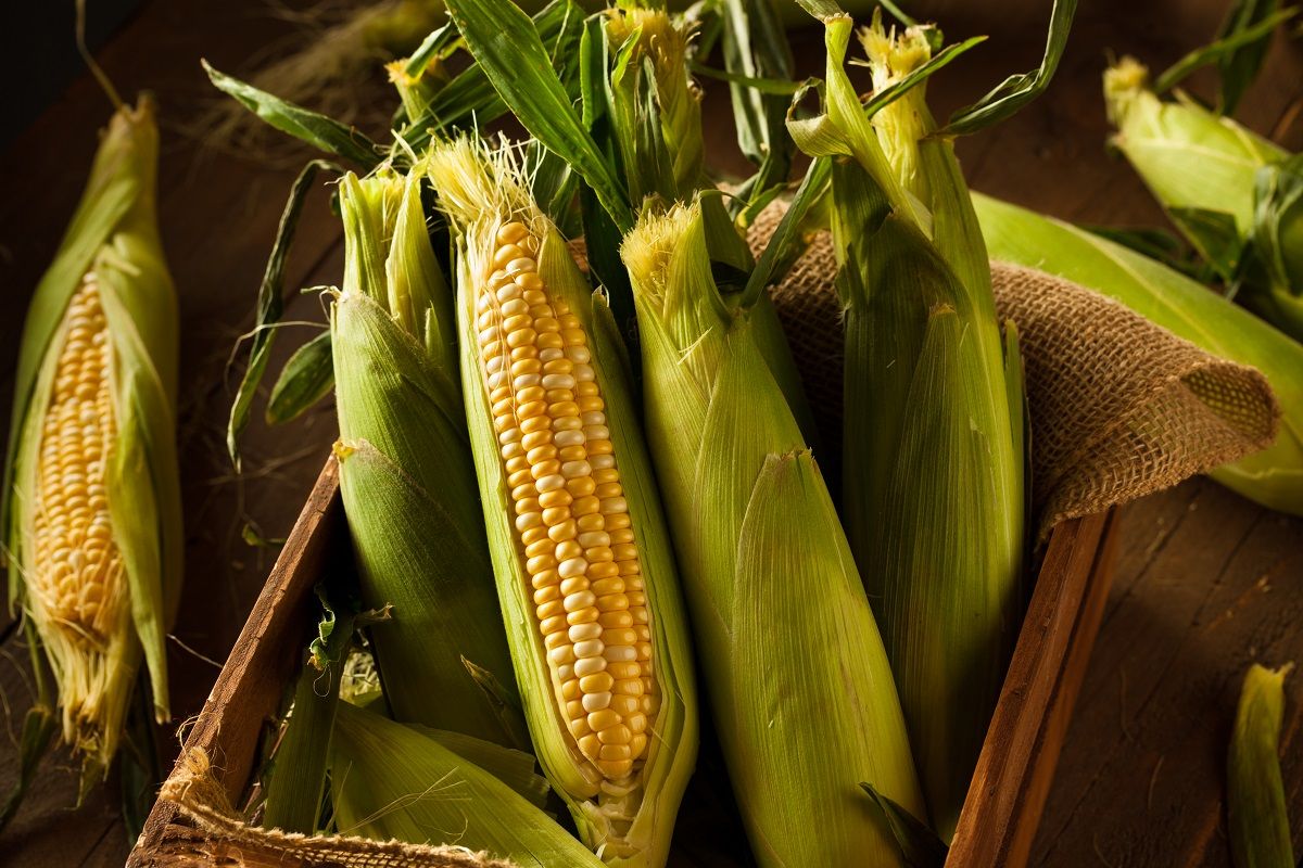 Raw Organic Yellow Seet Corn