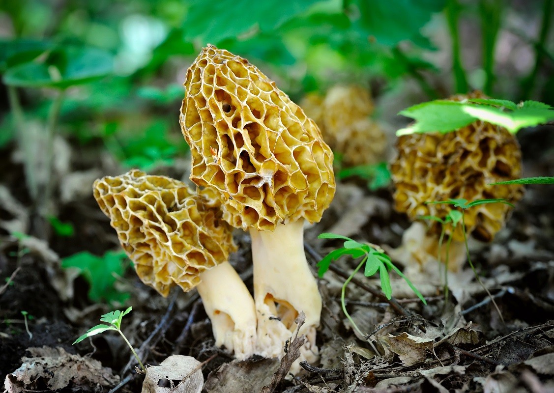 Morel mushrooms grows in forest (Morchella esculenta)
