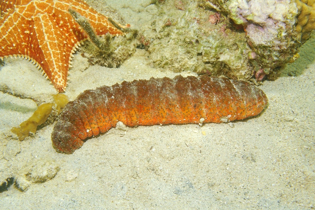 Underwater marine life Donkey dung sea cucumber