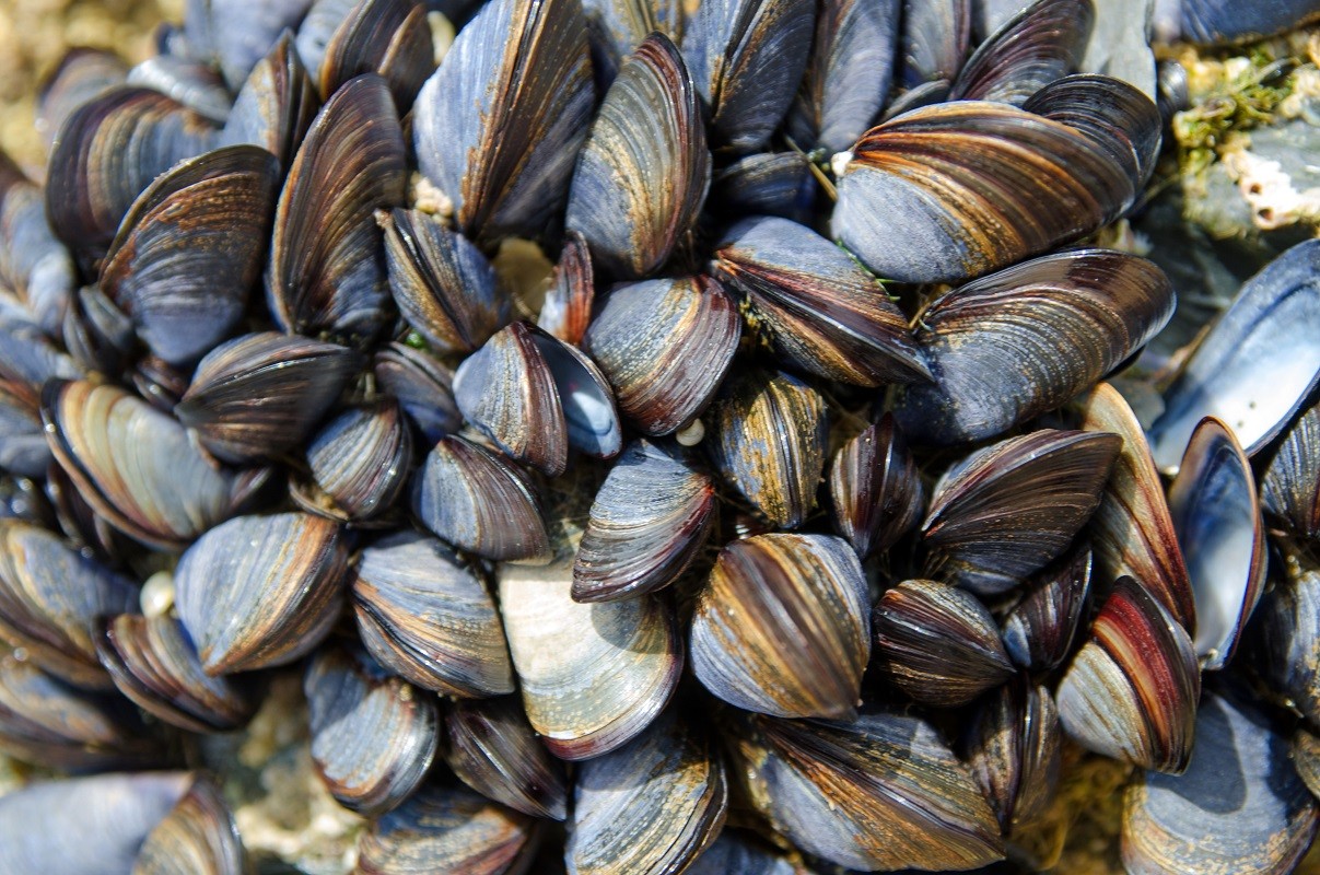 Group of mussels on a rock