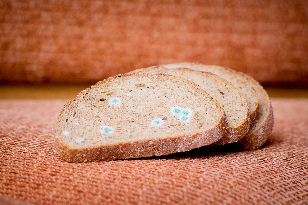 Dry musty bread. Spoiled, non-consumable food_