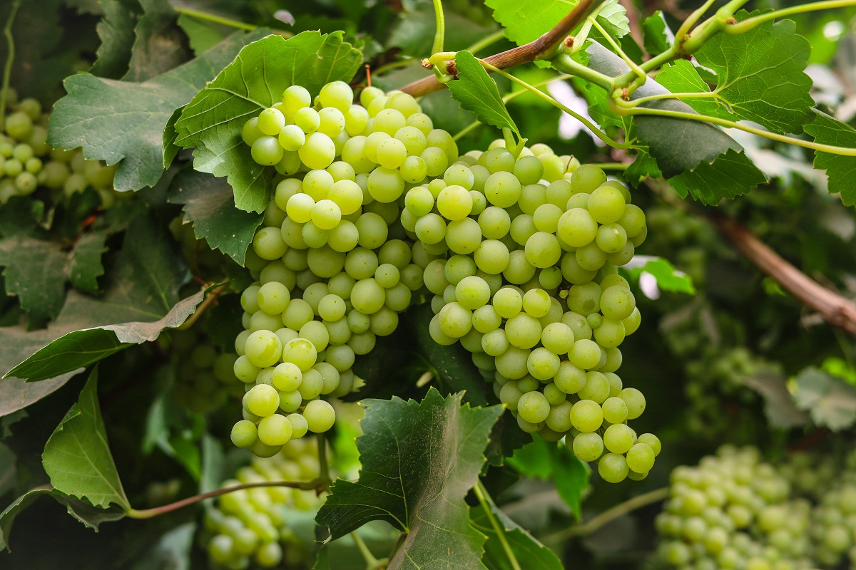 Close,Up,Of,Grapes,Hanging,On,Branch.,Hanging,Grapes.,Grape