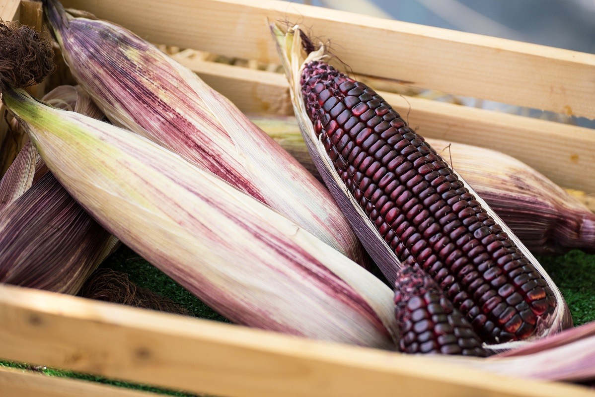 Fresh purple corn in the wooden box for background.Thailand.