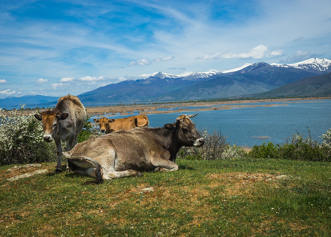 Cows on island of St. Ahileos at Lake Prespa, Greece