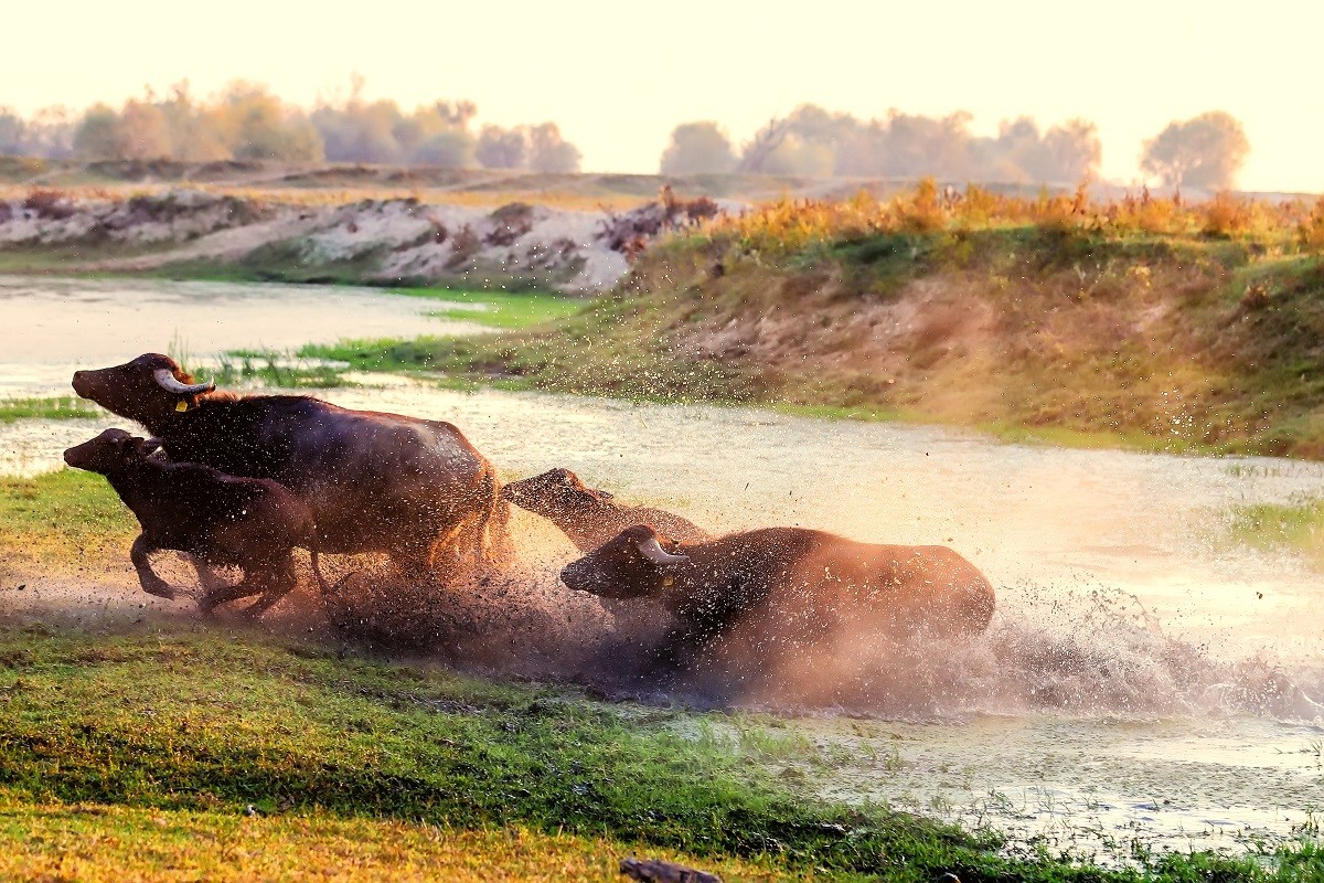 water buffalo grazing at sunset  next to the river Strymon in No