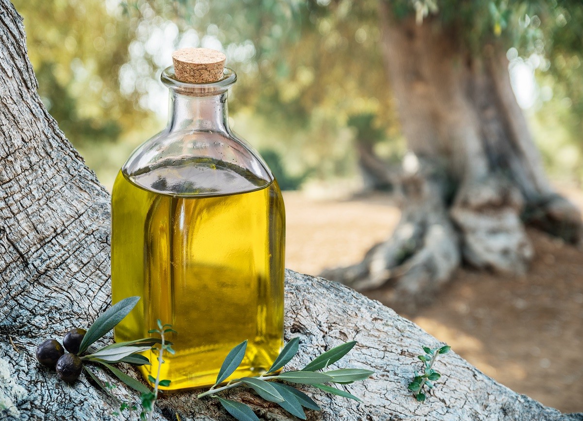 Bottle of olive oil under the olive tree. Blurred nature background.
