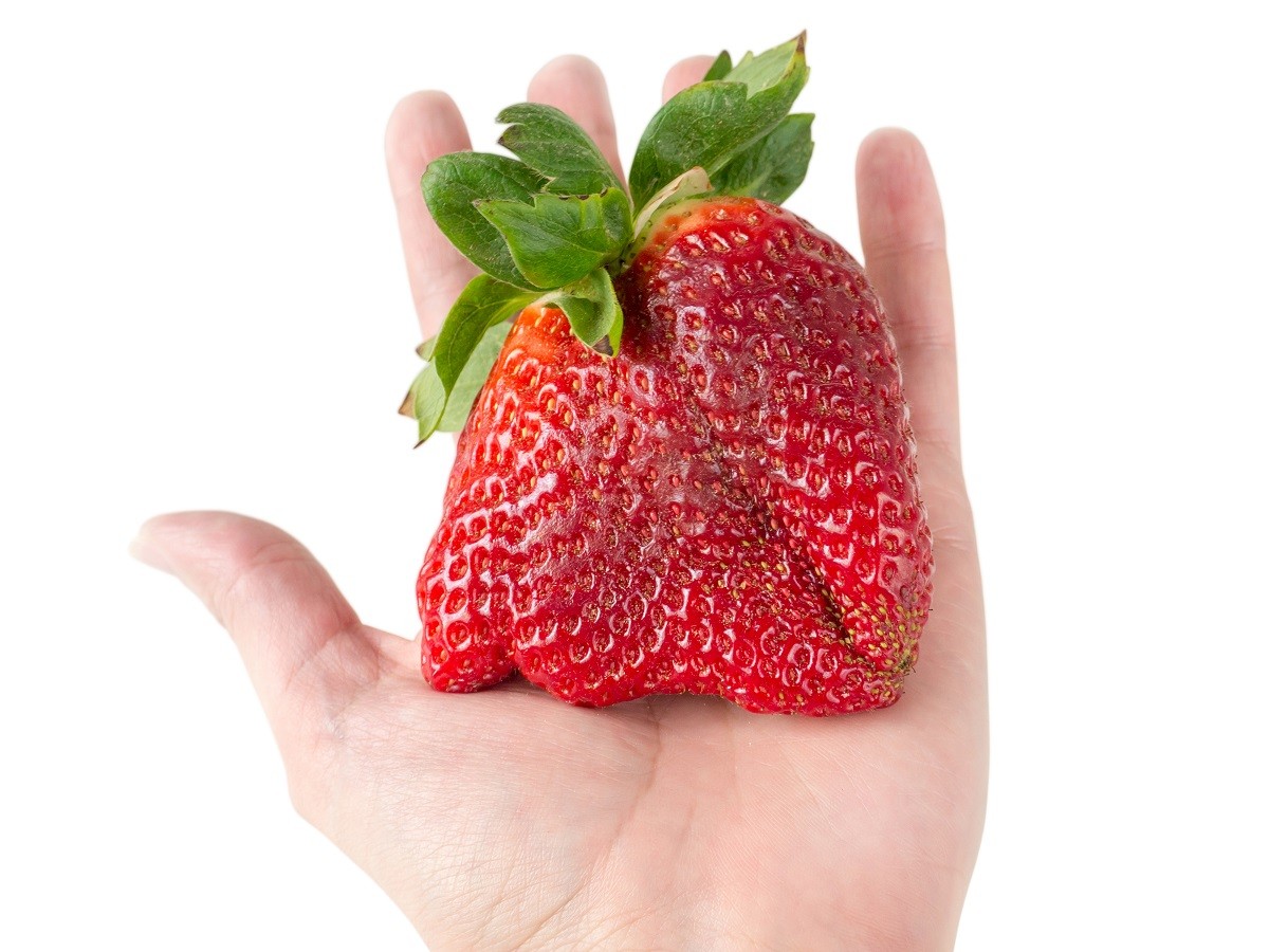 Giant strawberry on the hand