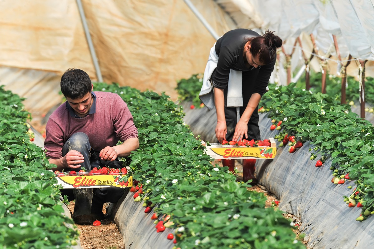 farm workers pick and package strawberries