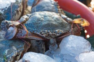 ice sea crab fresh in market