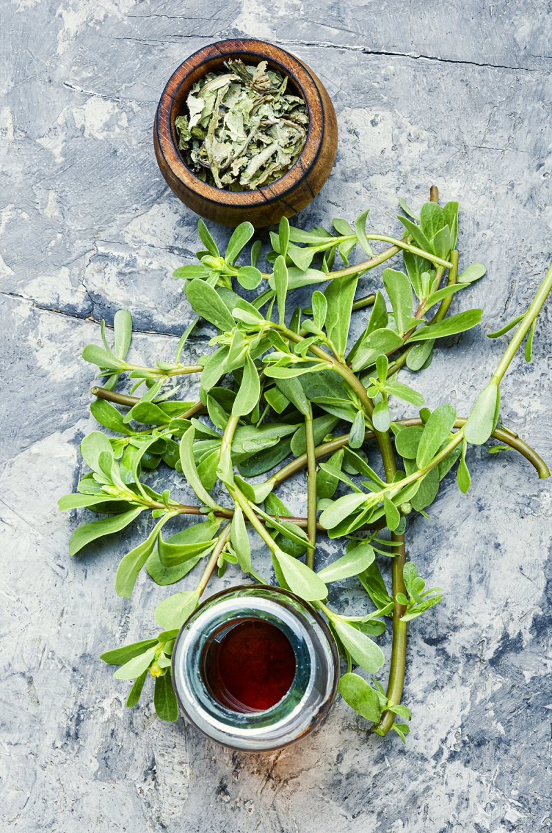 Purslane medicinal plant